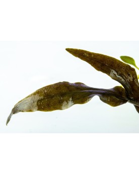 Cryptocoryne Mi Oya - Limited Edition